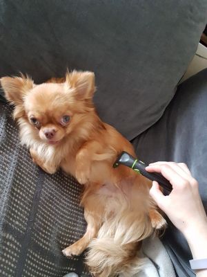 Dog Photo