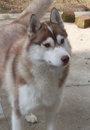 Dog Photo
