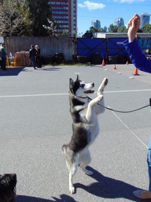 Dog Photo