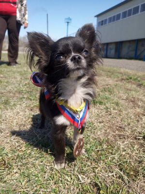 Dog Photo