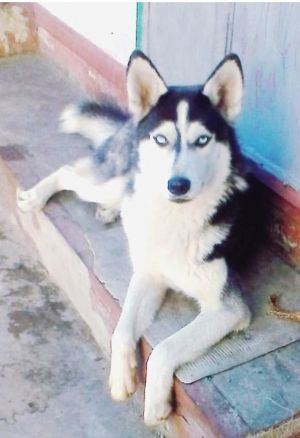 Dog Photo
