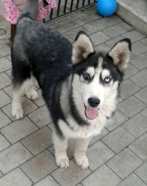 Dog Photo
