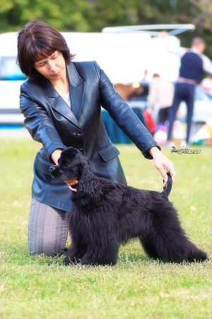 Dog Photo