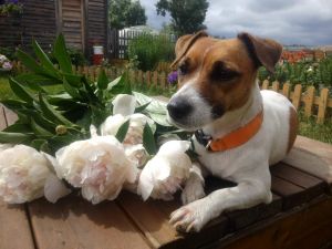 Dog Photo