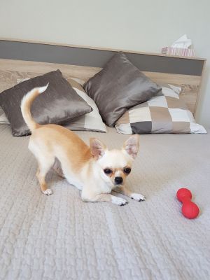 Dog Photo