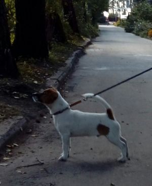 Dog Photo