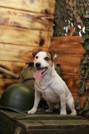 Dog Photo