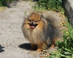 Dog Photo
