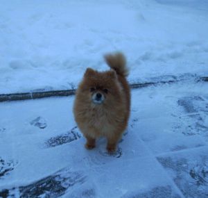 Dog Photo
