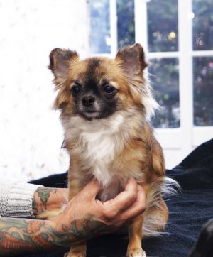 Dog Photo