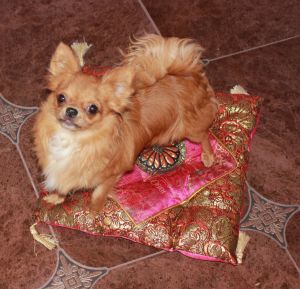 Dog Photo