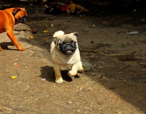 Dog Photo