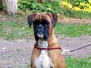 Dog Photo