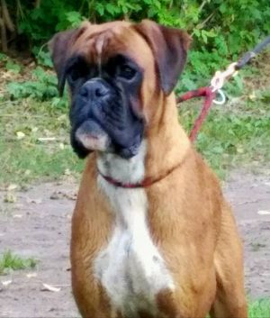 Dog Photo