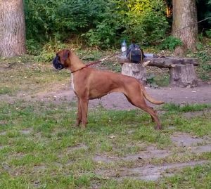 Dog Photo
