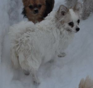 Dog Photo