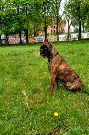Dog Photo