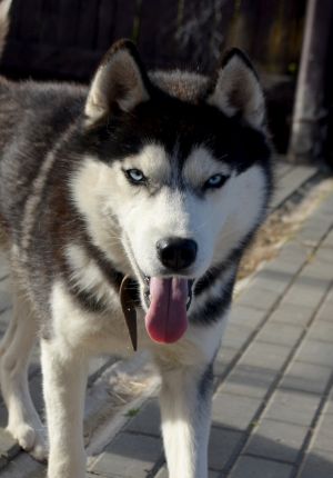 Dog Photo
