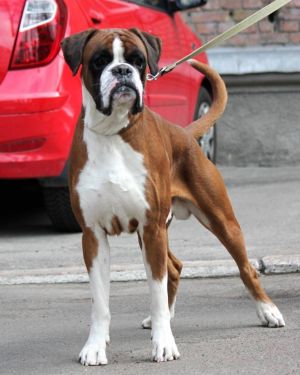 Dog Photo