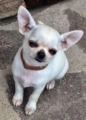 Dog Photo