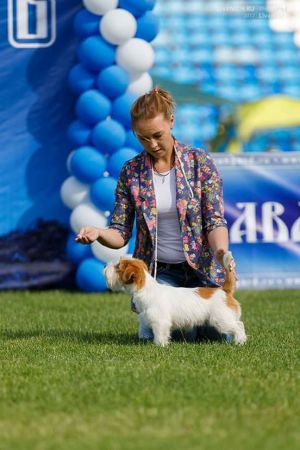 Dog Photo