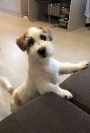 Dog Photo