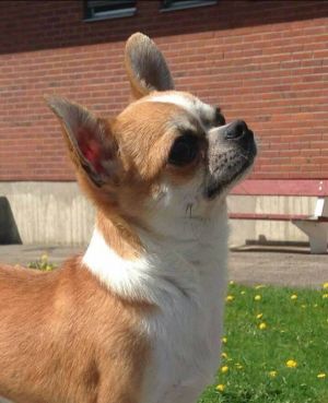Dog Photo
