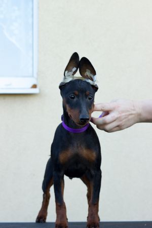 Dog Photo