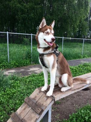 Dog Photo