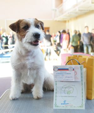 Dog Photo