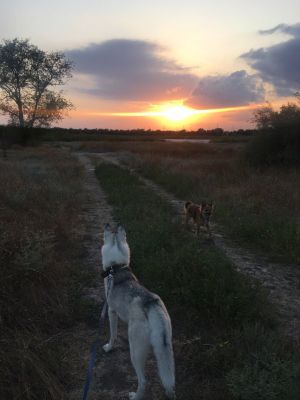 Dog Photo