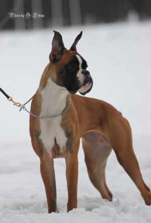Dog Photo