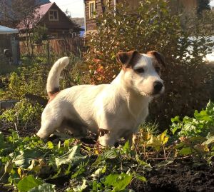 Dog Photo