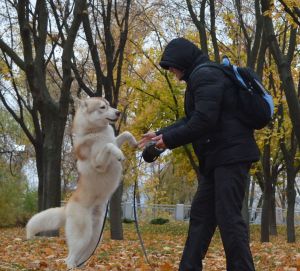 Dog Photo