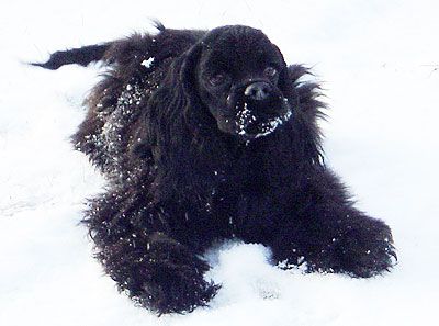 Dog Photo
