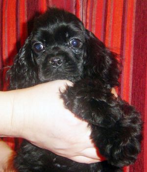 Dog Photo