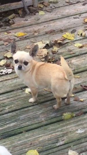Dog Photo