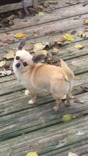 Dog Photo