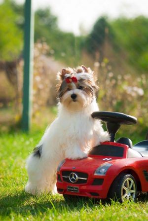 Dog Photo