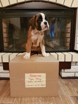 Dog Photo
