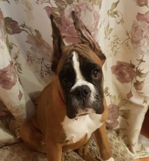 Dog Photo