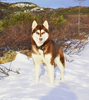 Dog Photo