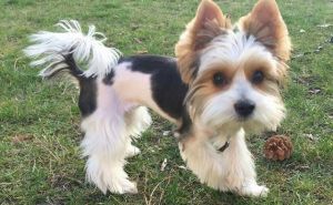 Dog Photo