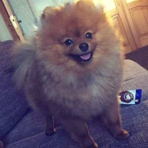 Dog Photo
