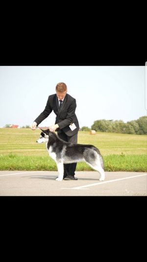 Dog Photo