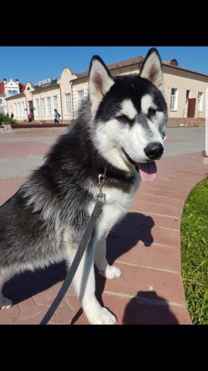 Dog Photo