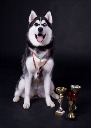 Dog Photo