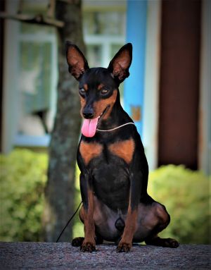 Dog Photo