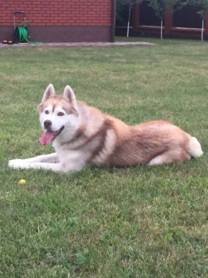 Dog Photo