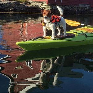 Dog Photo
